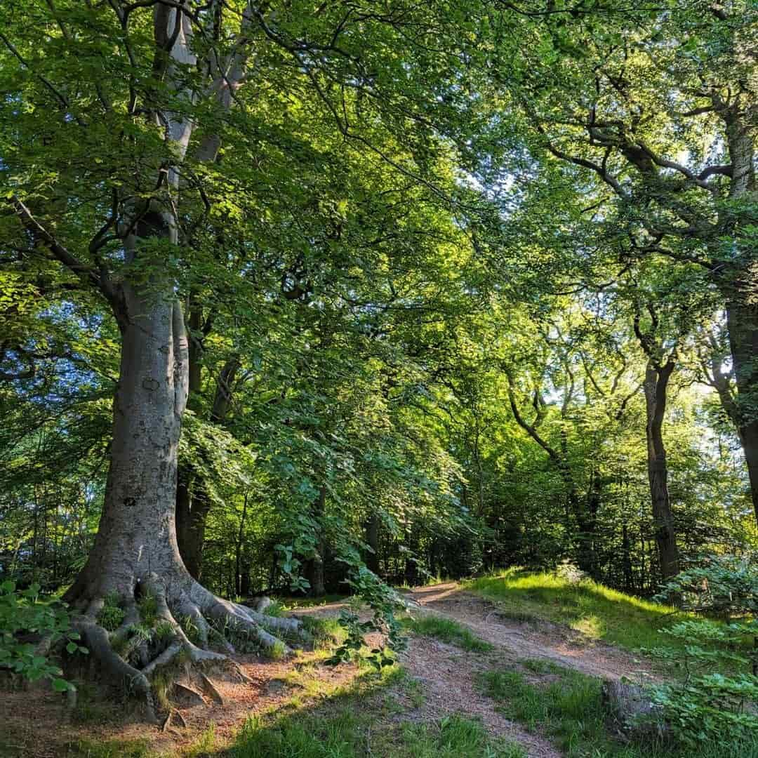 Pollok Country Park