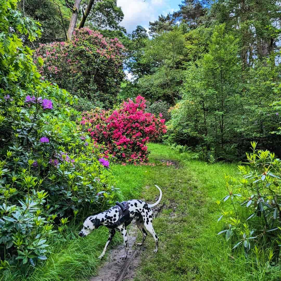 Pollok Country Park