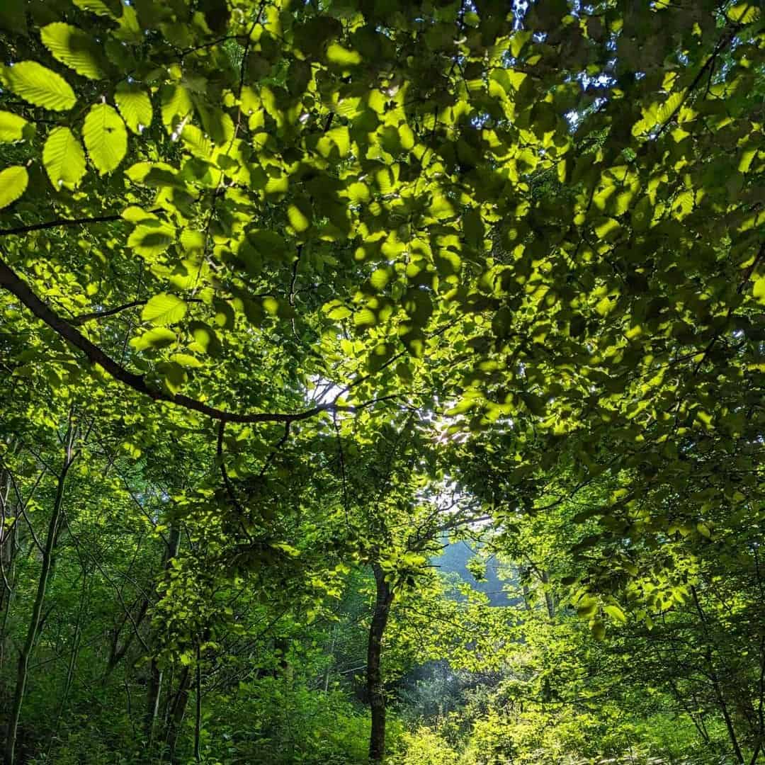 Pollok Country Park