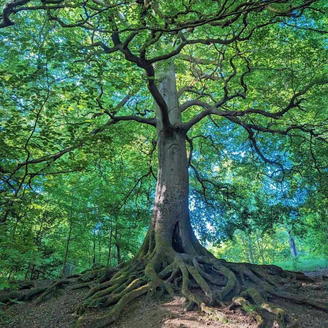 Pollok Country Park