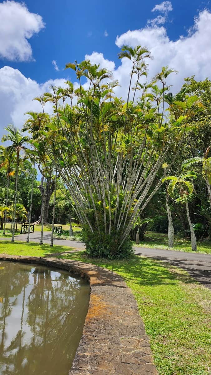 Jardim Botânico Pamplemousses