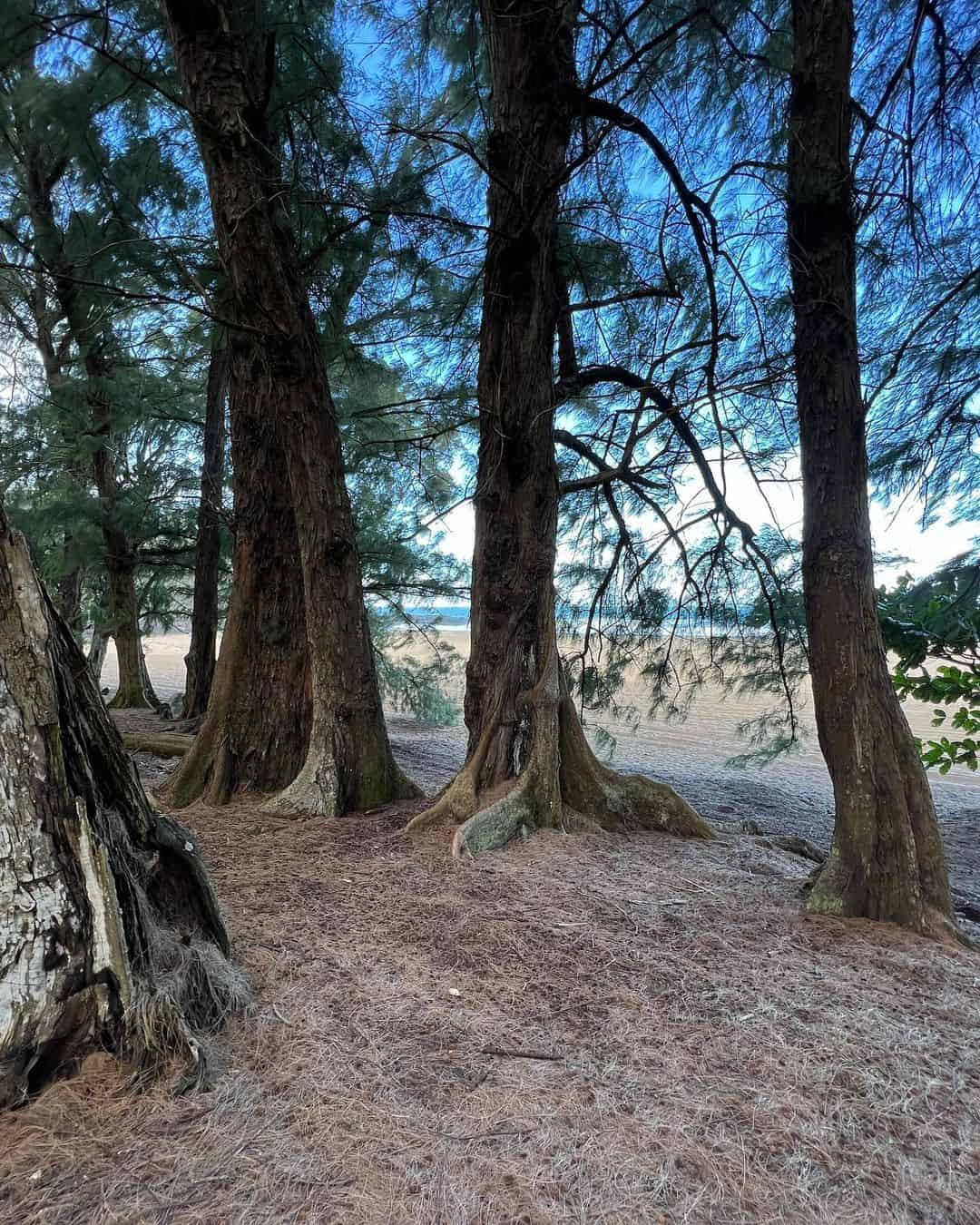 Hanalei, Kauai