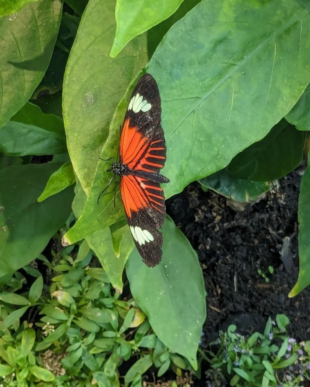 Audubon Insectarium